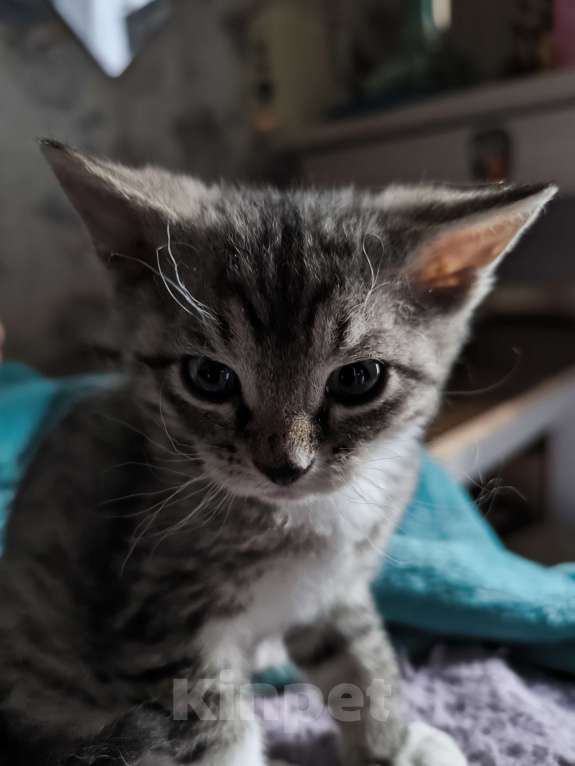 Кошки в Люберцах: Донской сфинкс Браш с Сибирской  Мальчик, 5 000 руб. - фото 3