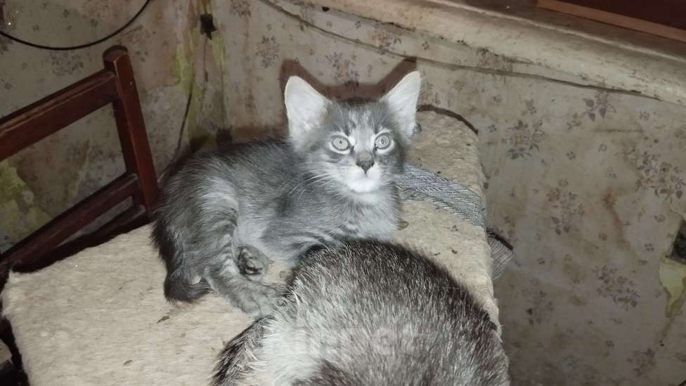 Кошки в Симферополе: Отдаю котят в хорошие руки Мальчик, Бесплатно - фото 7