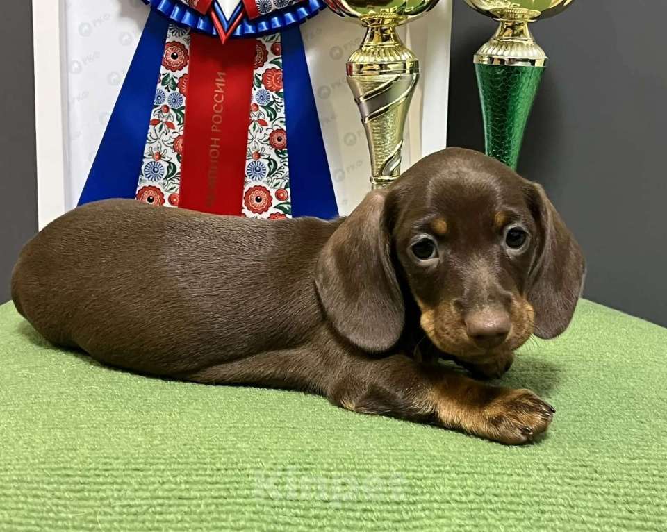 Собаки в Тюмени: Продам щенков кроличьей таксы Мальчик, 130 000 руб. - фото 4