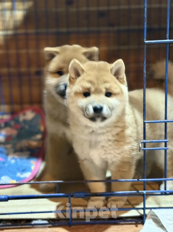 Собаки в других городах Ленинградской области: Сиба ину Разнополые, Бесплатно - фото 1