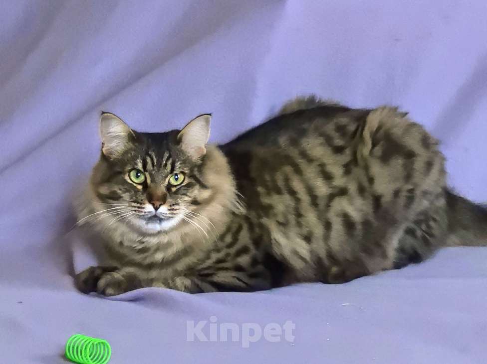 Кошки в Москве: Ласковая кошечка Анфиса ищет семью Девочка, Бесплатно - фото 1