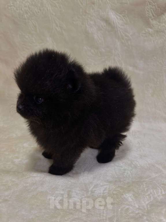 Собаки в других городах Тульской области: Померанский шпиц  Девочка, 60 000 руб. - фото 2