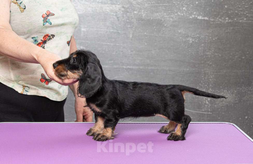 Собаки в Москве: Щенок таксы миниатюрной жесткошерстной, девочка Девочка, 50 000 руб. - фото 3