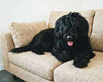 Собаки в Москве: Ризеншнауцер, щенок в в дар в надежные руки Девочка, Бесплатно - фото 2