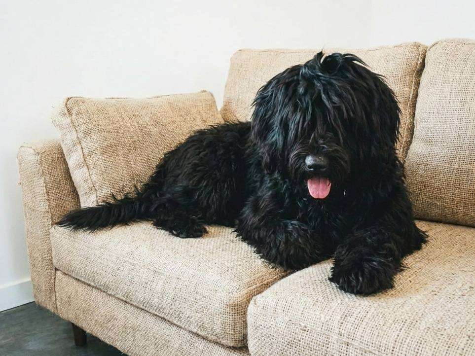 Собаки в Москве: Ризеншнауцер, щенок в в дар в надежные руки Девочка, Бесплатно - фото 2