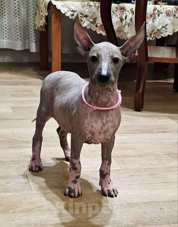 Собаки в Великом Новгороде: Девочки Ксолоитцкуинтли Стандарт  Девочка, 180 000 руб. - фото 1