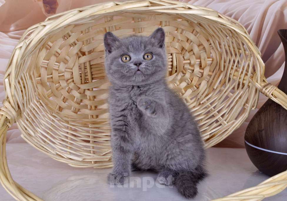 Кошки в Санкт-Петербурге: Британский голубой котенок (девочка) Девочка, 45 000 руб. - фото 8