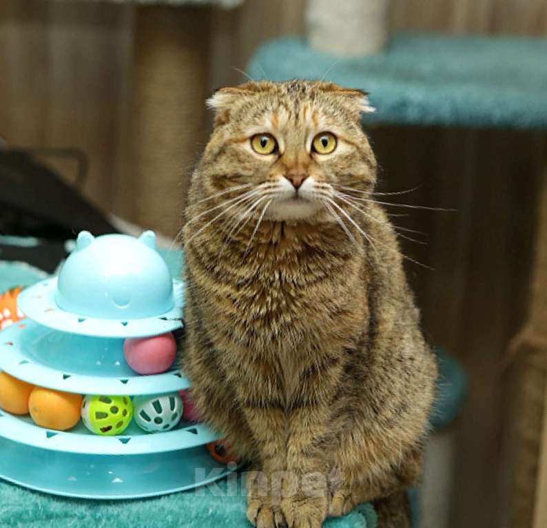 Кошки в Санкт-Петербурге: Кошка Девочка, Бесплатно - фото 1