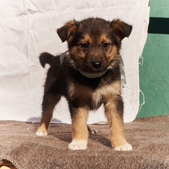 Щенок 1,5-2 месяца Бим в добрые руки