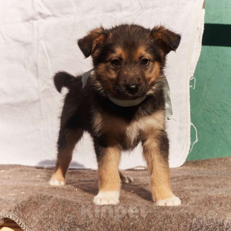 Собаки в других городах Московской области: Щенок 1,5-2 месяца Бим в добрые руки Мальчик, Бесплатно - фото 1