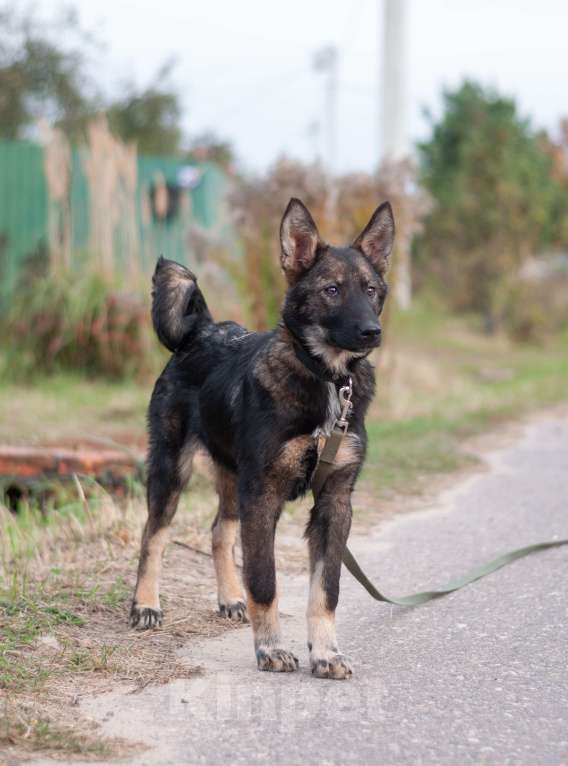 Собаки в других городах Владимирской области: Удивительный щенок Курт мечтает о доме и любящей семье! Мальчик, Бесплатно - фото 3