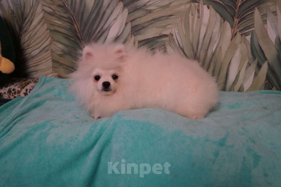 Собаки в Москве: Щенок померанского шпица-белый Мальчик, 25 000 руб. - фото 5