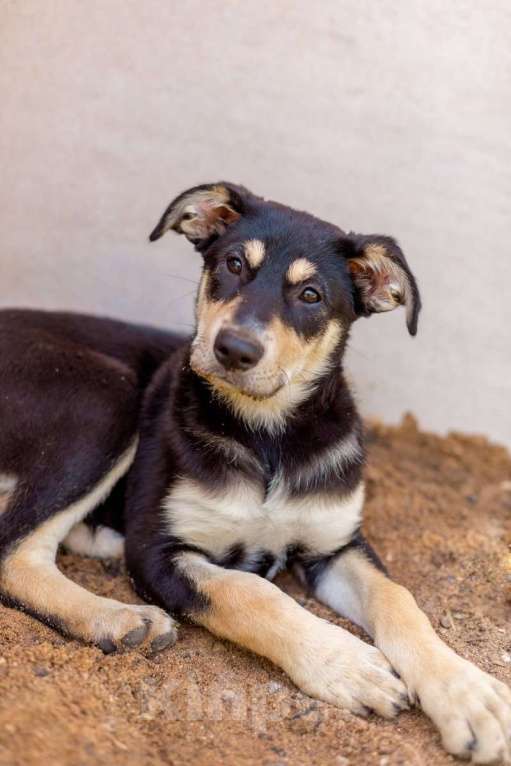 Собаки в Москве: Щенки метисы овчарки в добрые руки Девочка, 1 руб. - фото 9