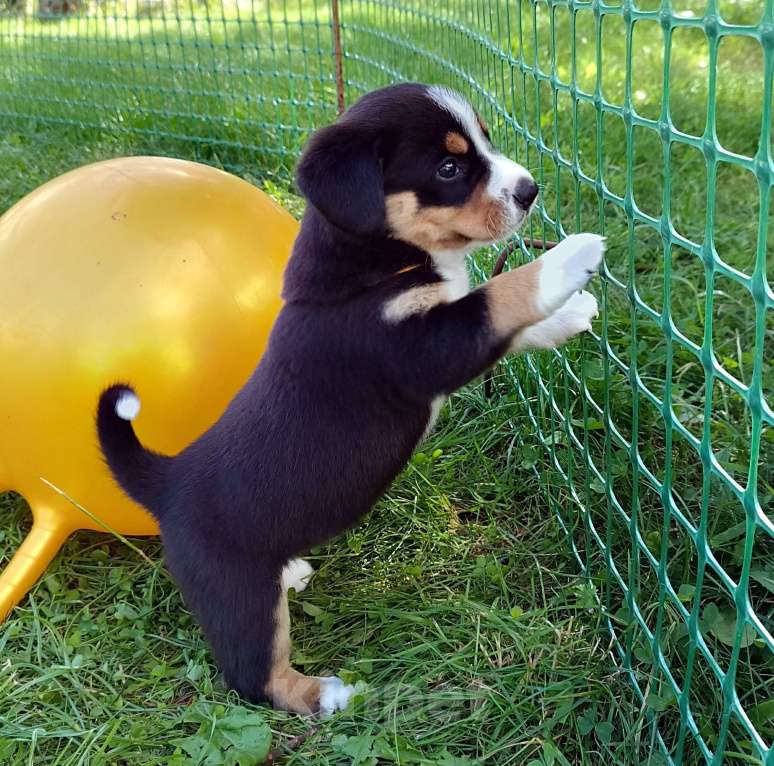 Собаки в Одинцово: Щенки энтлебухера зенненхунда Девочка, 55 000 руб. - фото 2
