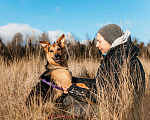 Собаки в Москве: Счастье по имени Читос ищет семью! Некрупный пес-компаньон! Мальчик, Бесплатно - фото 3