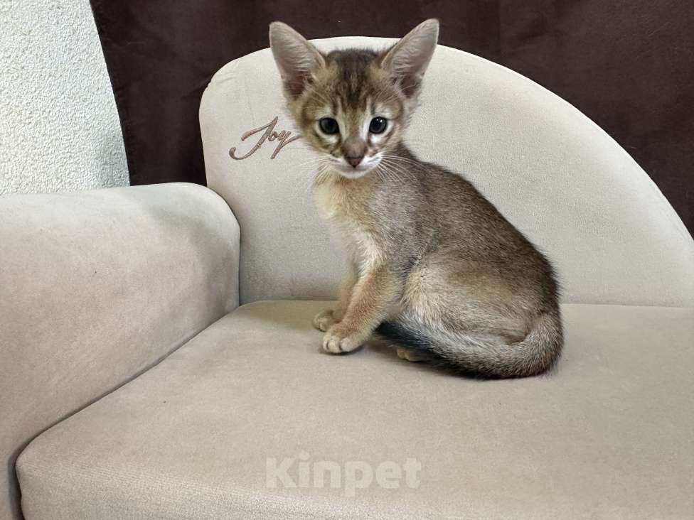 Кошки в Москве: абиссинская кошечка дикого окраса под резерв  Девочка, 85 000 руб. - фото 3