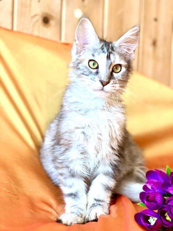 Кошки в Челябинске: 🔥🔥🔥 КОТЕНОК МЕЙН-КУН ПОЛИДАКТ ДЕВОЧКА Девочка, Бесплатно - фото 6