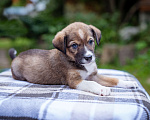 Собаки в Солнечногорске: Щенок в дар Мальчик, Бесплатно - фото 7