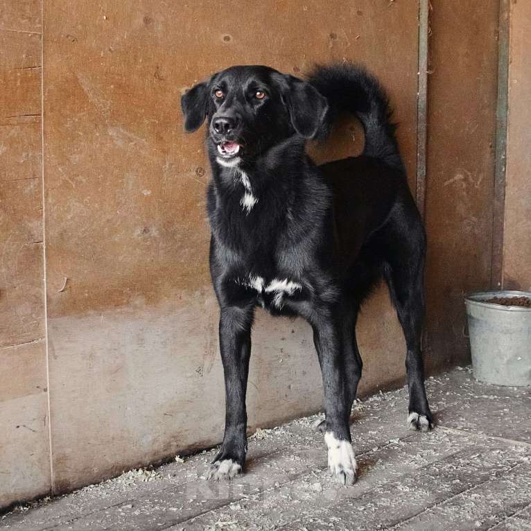 Собаки в Москве: Гея Девочка, Бесплатно - фото 3