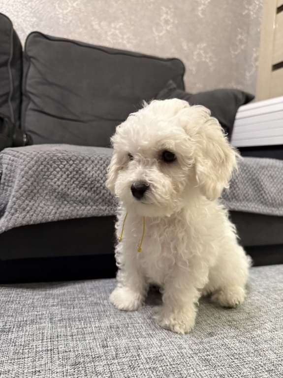 Собаки в Иркутске: Коралин Девочка, 50 000 руб. - фото 3