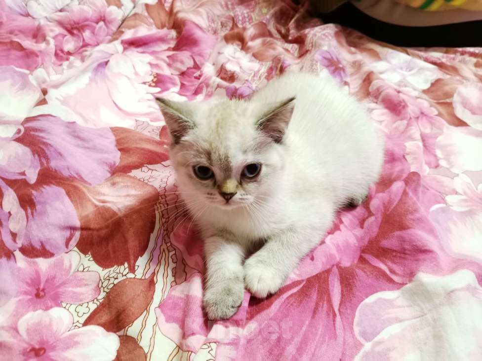 Кошки в Москве: Шотландский котёнок  Девочка, 10 000 руб. - фото 2