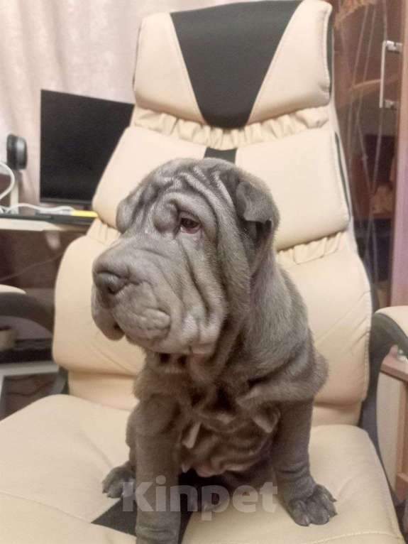 Собаки в Омске: Щенки породы шарпей Девочка, Бесплатно - фото 2