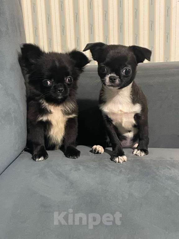 Собаки в Ростове-на-Дону: Девочки чишечки Девочка, 25 000 руб. - фото 2