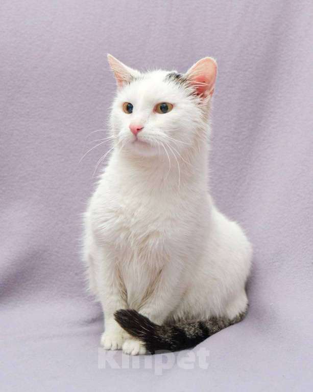 Кошки в Москве: Чистую кошку увозят на выпуск сегодня Девочка, Бесплатно - фото 2