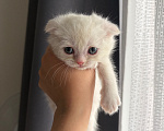 Кошки в других городах Ленинградской области: Шотландские котята Разнополые, 15 000 руб. - фото 7