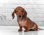 Собаки в Королеве: Добрейший рыже мраморный таксенок Мальчик, 35 000 руб. - фото 2