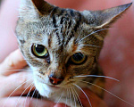 Кошки в Москве: Мраморный котенок Малена в добрые руки Девочка, Бесплатно - фото 1