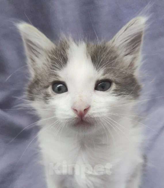 Кошки в Москве: Котенок с ладошку. Облачко ищет дом Мальчик, Бесплатно - фото 2