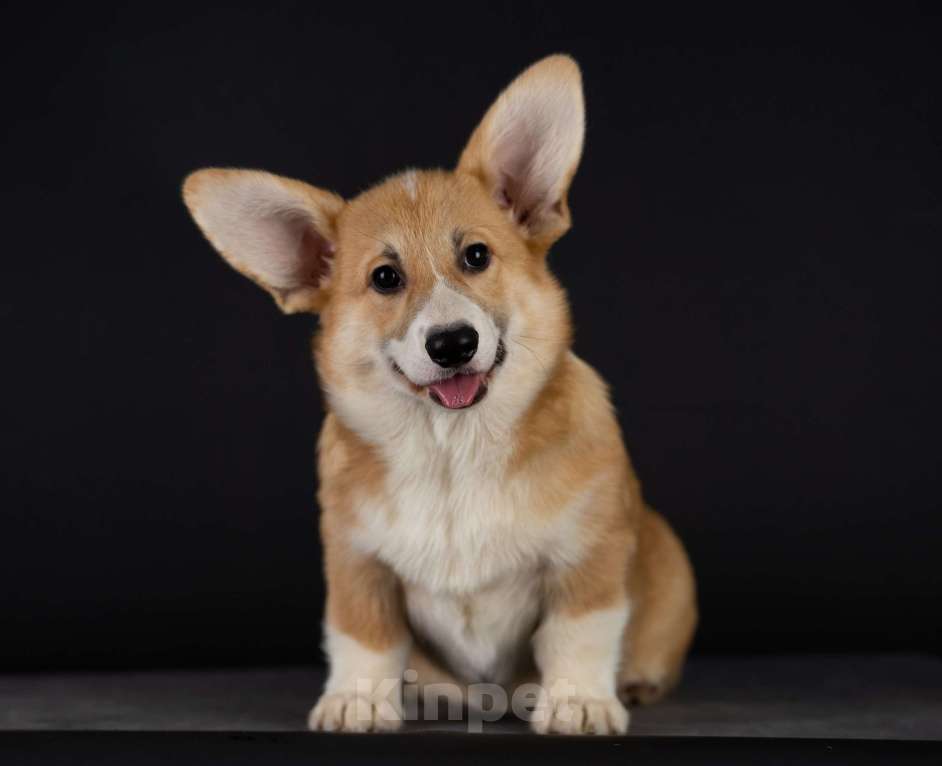 Собаки в Пензе: Юнона Девочка, Бесплатно - фото 1