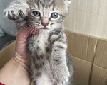 Кошки в Сибае: Котята шотландцы Девочка, 5 000 руб. - фото 4