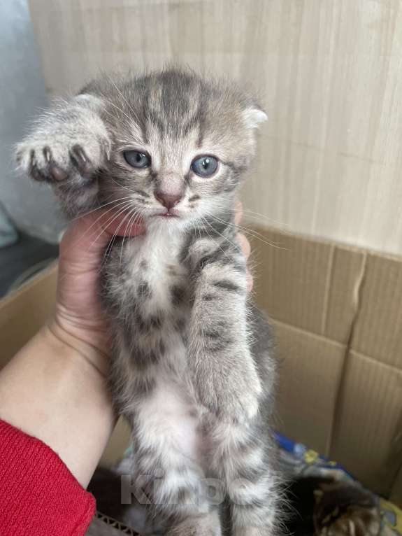 Кошки в Сибае: Котята шотландцы Девочка, 5 000 руб. - фото 4