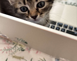 Кошки в Краснодаре: Котенок в добрые руки  Девочка, Бесплатно - фото 5
