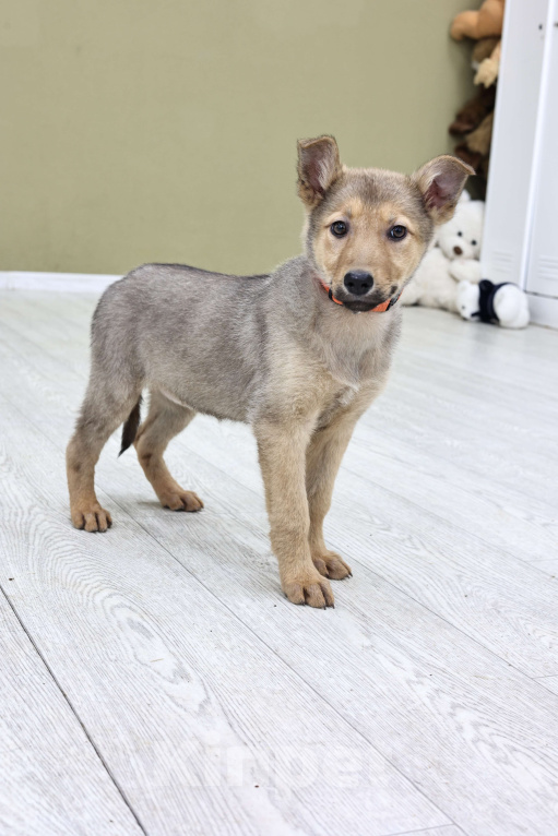 Собаки в Москве: Щенки бесплатно в Москве Девочка, Бесплатно - фото 3