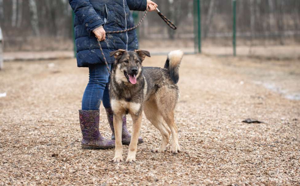 Собаки в Москве: Шepи Девочка, Бесплатно - фото 2