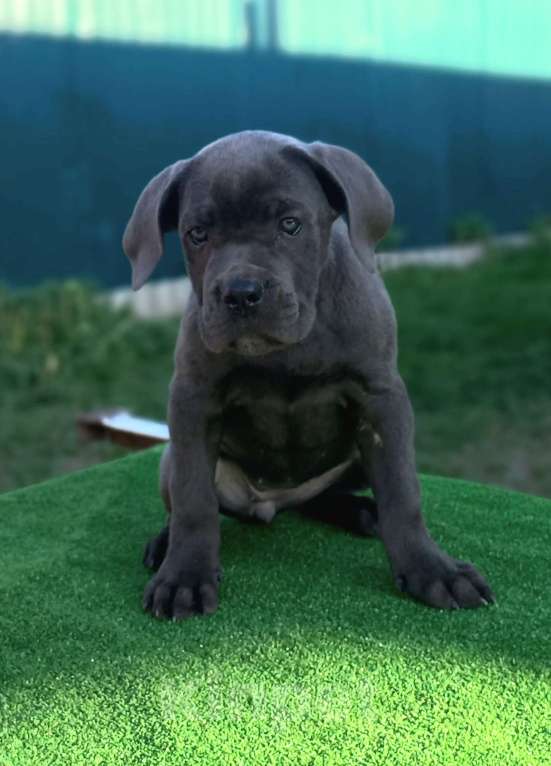 Собаки в Москве: Девочка кане корсо Девочка, 80 000 руб. - фото 2