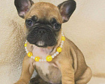 Собаки в Москве: Французский бульдог,девочка Девочка, 130 000 руб. - фото 7