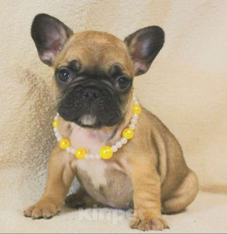 Собаки в Москве: Французский бульдог,девочка Девочка, 130 000 руб. - фото 7