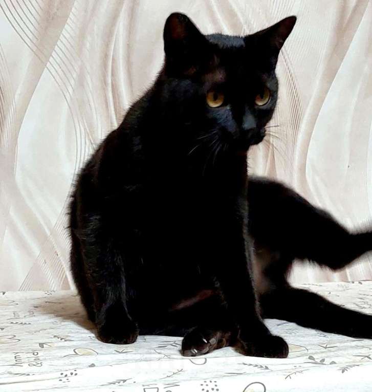 Кошки в Санкт-Петербурге: Красавица Яся в добрые руки. Девочка, Бесплатно - фото 4