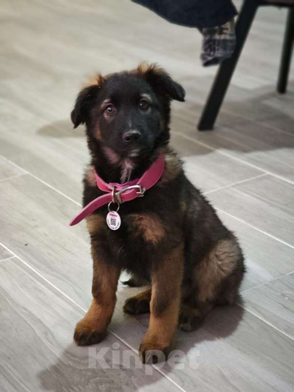 Собаки в Красногорске: Девочка с умными глазами Пуша 3 месяца ищет дом  Девочка, Бесплатно - фото 1