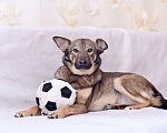 Собаки в Москве: Миниатюрная красотка Лисёна очень хочет найти семью. Девочка, Бесплатно - фото 6