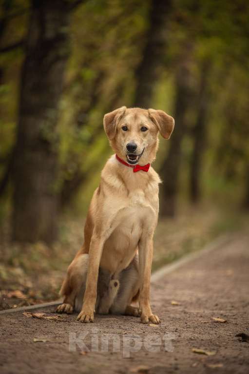 Собаки в Москве: Бейли Мальчик, Бесплатно - фото 7