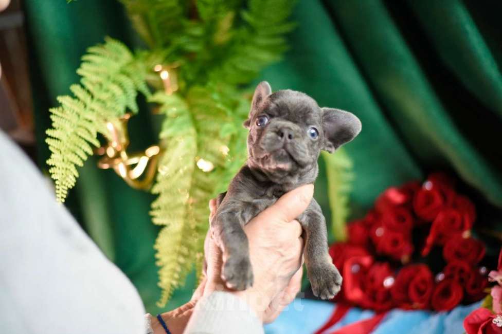 Собаки в Москве: девочка лиловая крохотная Девочка, 90 000 руб. - фото 2