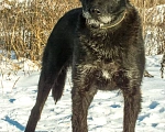 Собаки в Москве: В добрые руки  Мальчик, Бесплатно - фото 6