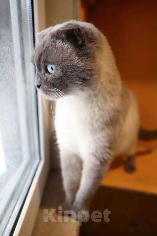 Кошки в других городах Московской области: Красавица Сямочка ищет дом Девочка, 10 руб. - фото 1