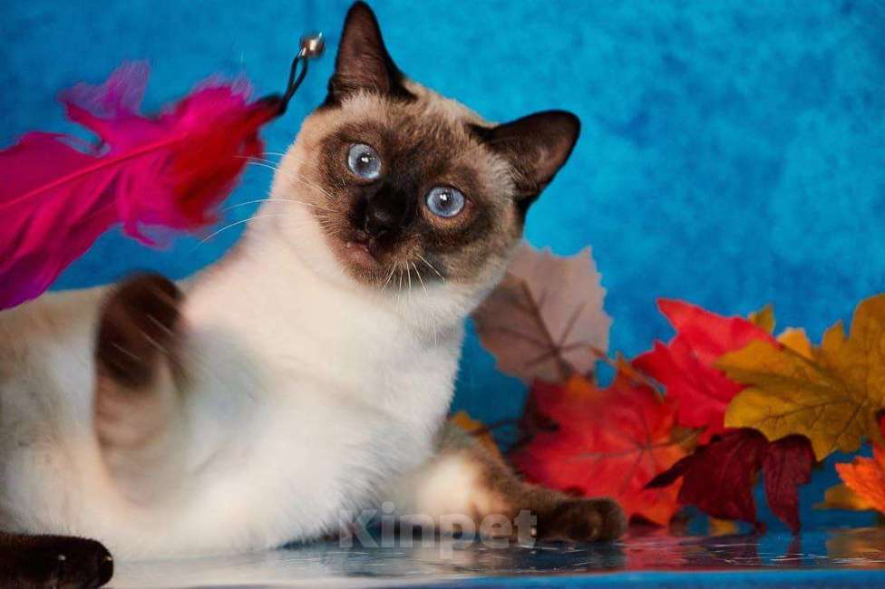 Кошки в Хабаровске: Тайский котик Мальчик, 45 000 руб. - фото 7