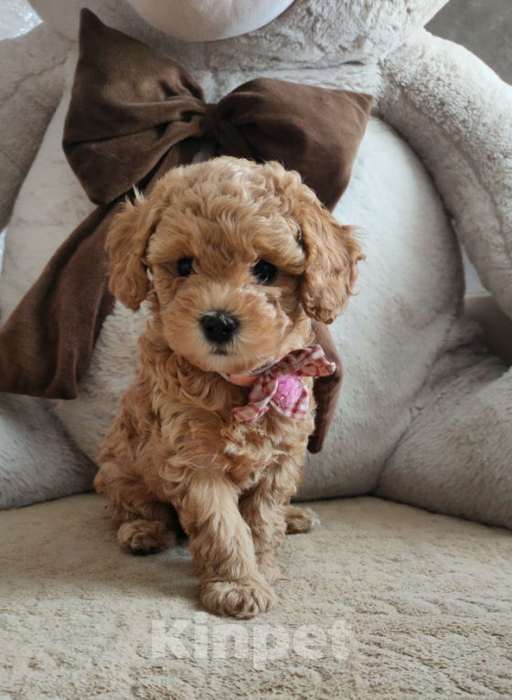 Собаки в Белово: Очаровательные малыши. Мальчик, 16 000 руб. - фото 2